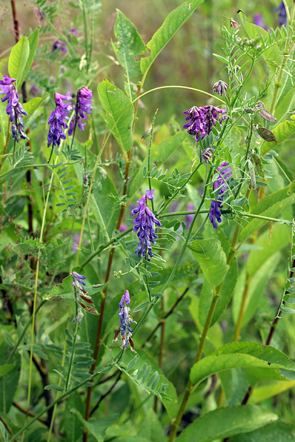 Image of Vicia cracca specimen.