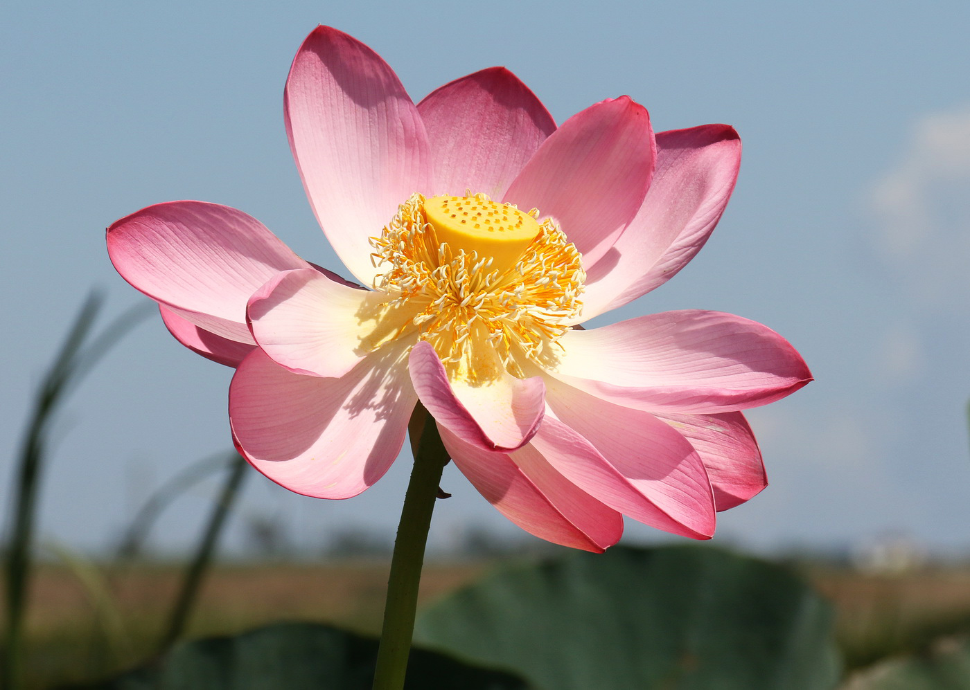 Image of Nelumbo caspica specimen.