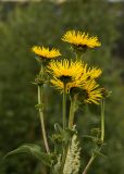 Inula helenium