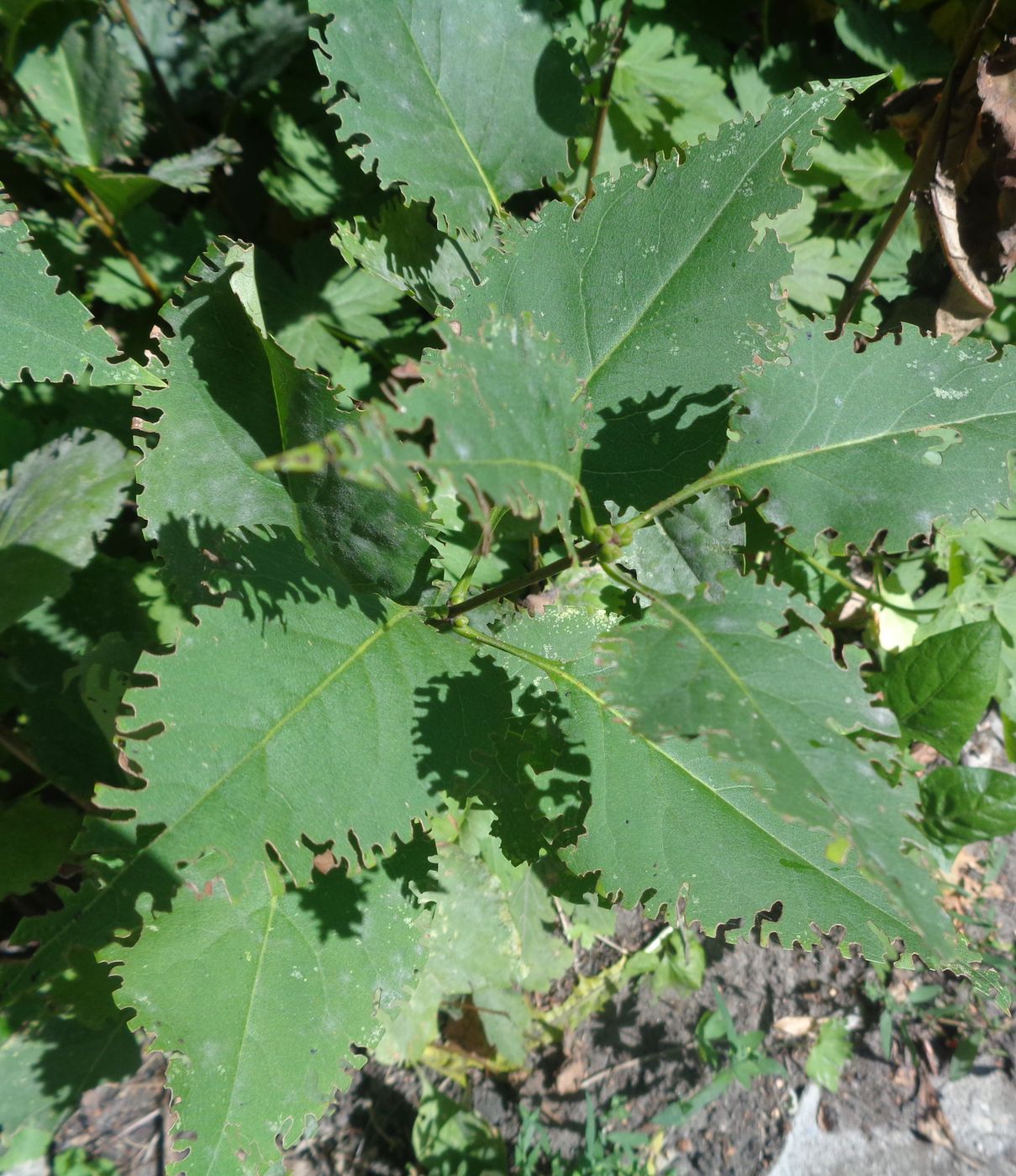 Image of Syringa vulgaris specimen.