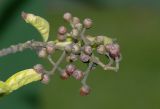 Psychotria viridis