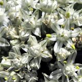 Allium cepa. Цветки. Белоруссия, пос. Езерище. Начало июля 2010 г.