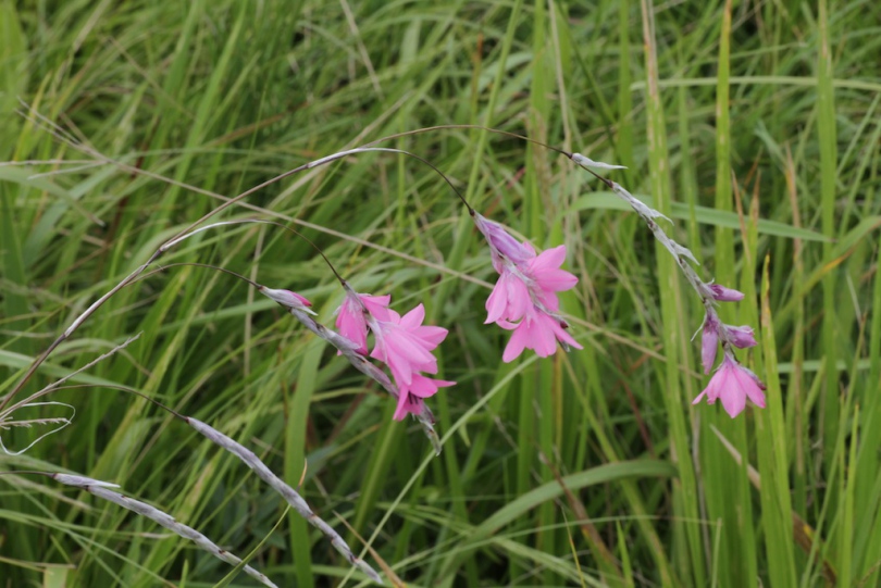 Image of Dierama latifolium specimen.