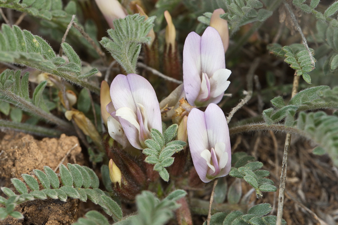 Image of Astragalus testiculatus specimen.