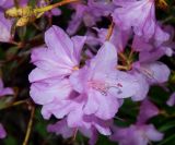 Rhododendron dauricum. Соцветие. Ярославская обл., г. Переславль-Залесский, Никольский монастырь, в культуре. Май 2021 г.