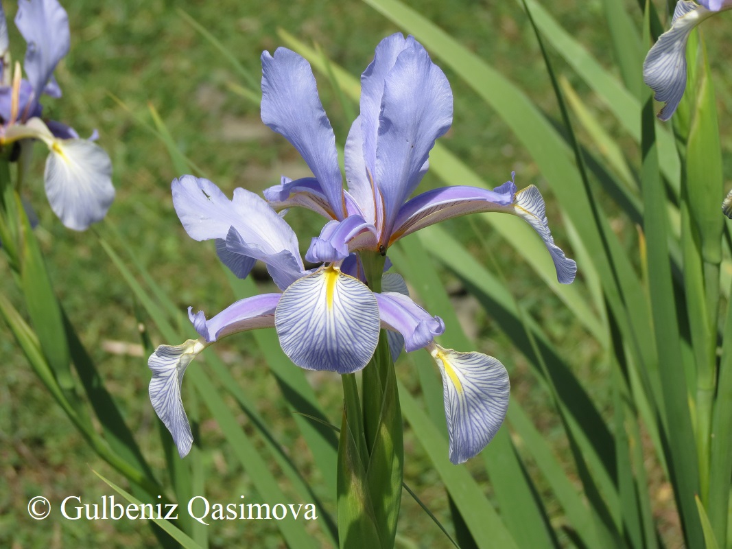 Изображение особи Iris carthaliniae.