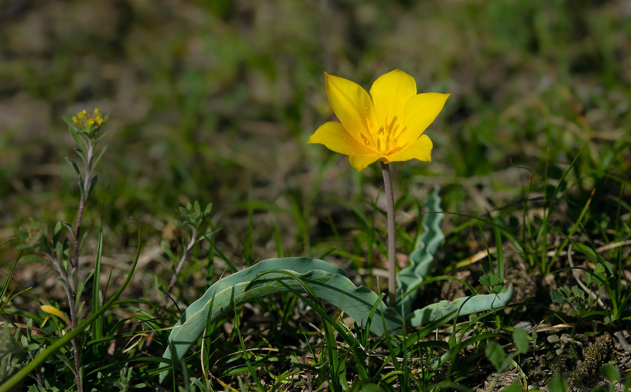 Изображение особи Tulipa ferganica.