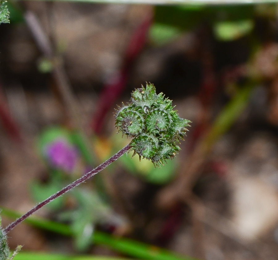 Image of Medicago coronata specimen.