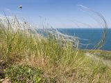 род Stipa. Цветущие растения. Крым, Керченский п-ов, Ленинский р-н, окр с. Осовины, степь на приморском склоне. 28.05.2021.