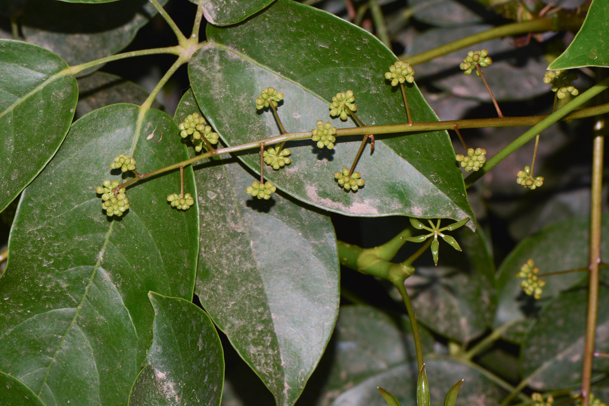 Изображение особи Schefflera digitata.