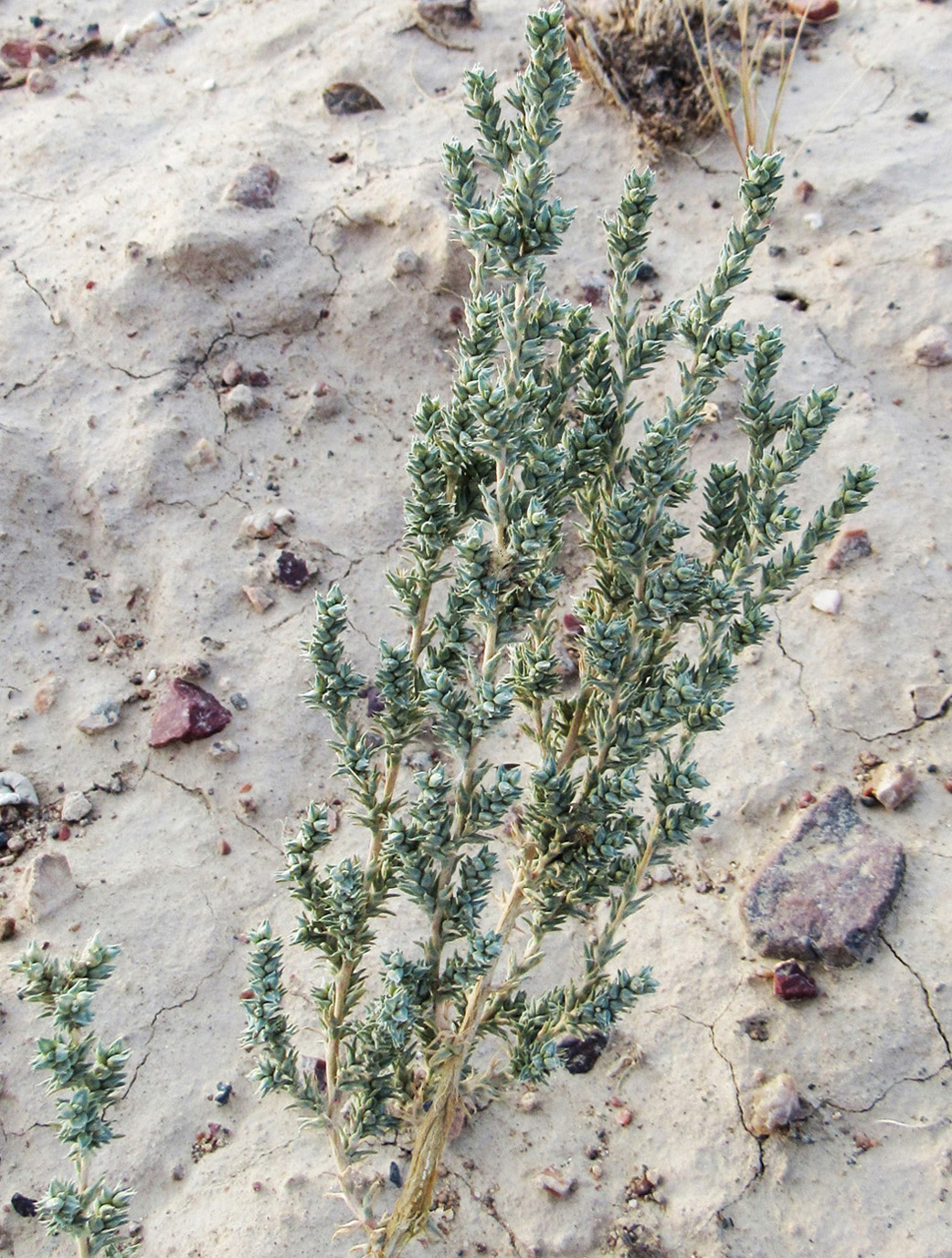 Изображение особи род Salsola.