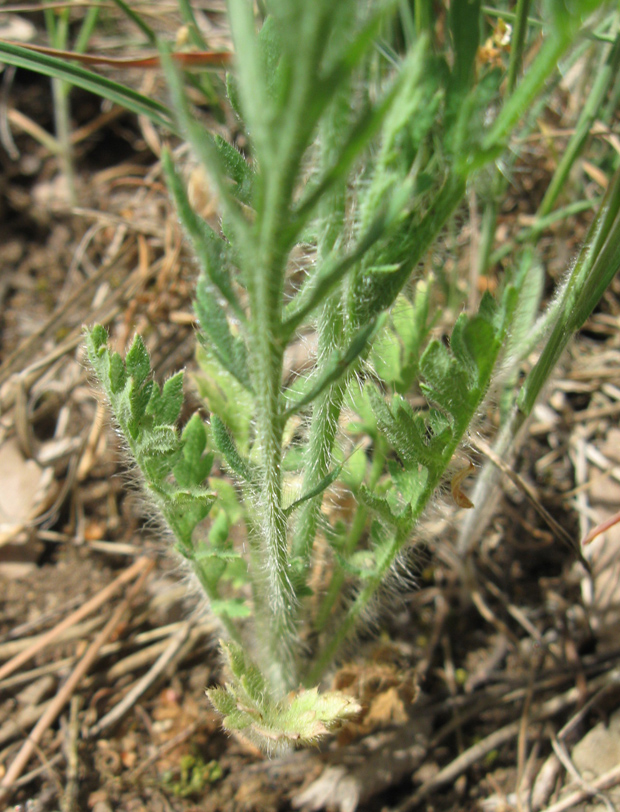 Изображение особи Papaver albiflorum.