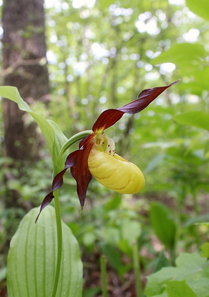 Image of Cypripedium calceolus specimen.