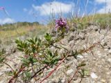 Thymus pulchellus. Верхушка отцветающего и плодоносящего растения. Краснодарский край, Мостовской р-н, окр. пгт Псебай, хр. Герпегем, ≈ 1000 м н.у.м., горный луг, гипсовое обнажение. 19.08.2021.