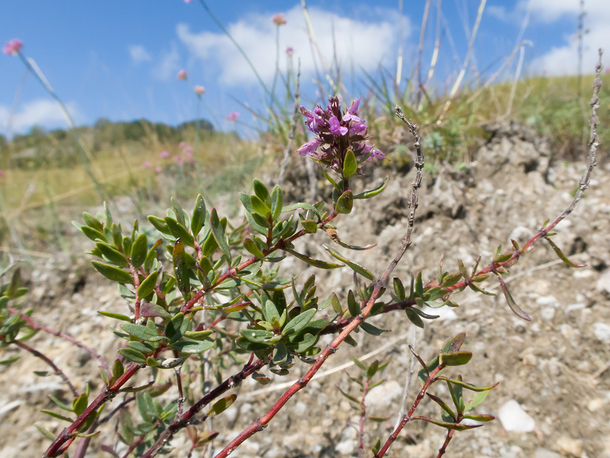 Изображение особи Thymus pulchellus.