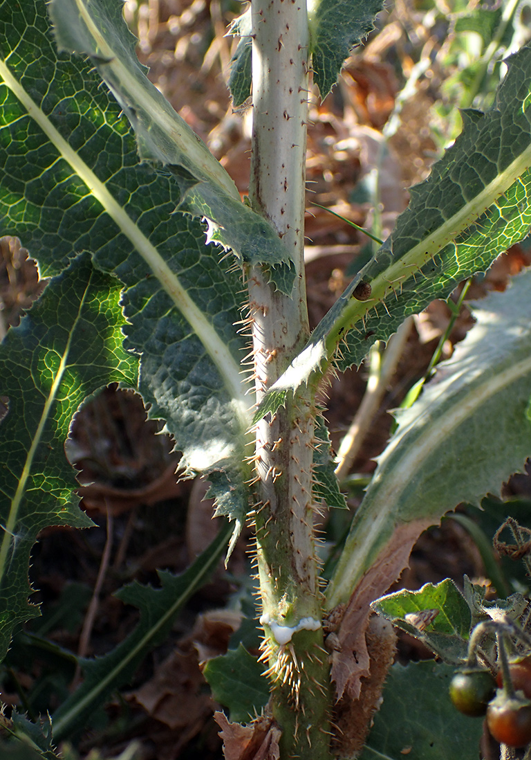 Изображение особи Lactuca virosa.