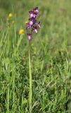 Anacamptis morio ssp. caucasica