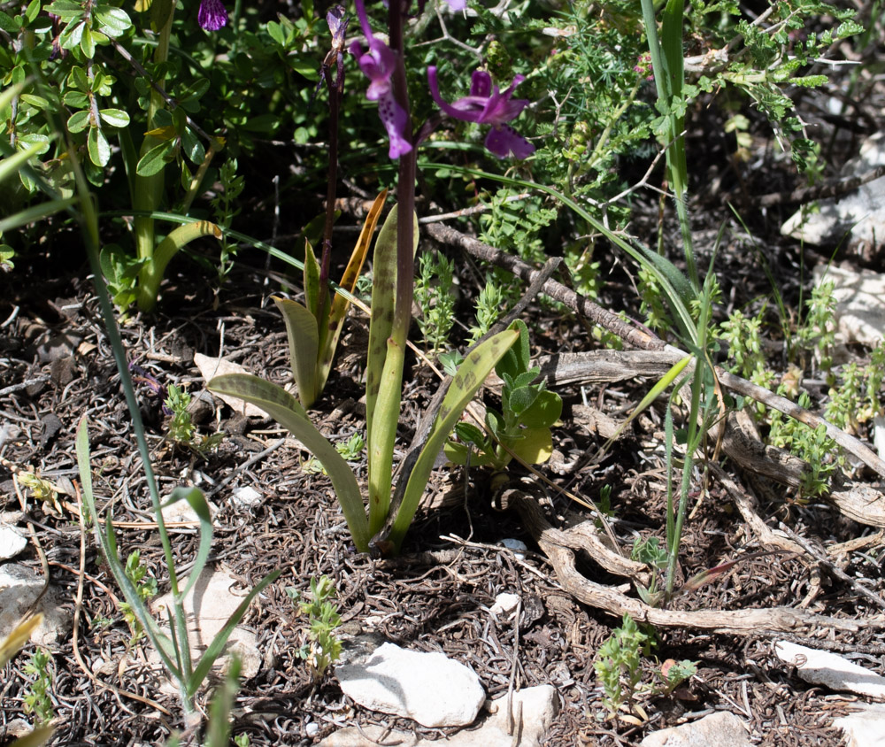 Image of Orchis anatolica specimen.