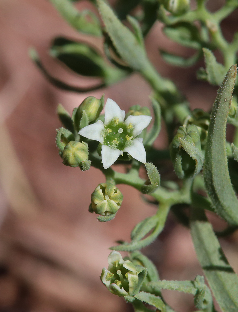 Image of genus Thesium specimen.