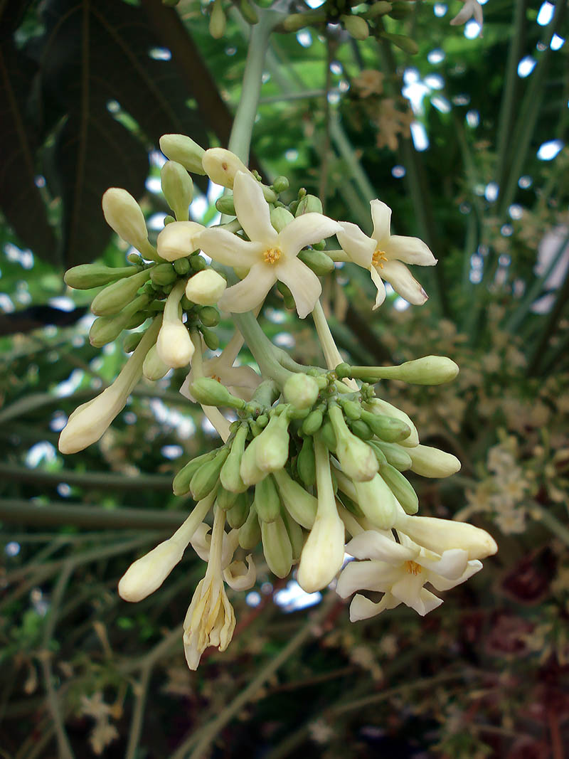 Image of Carica papaya specimen.