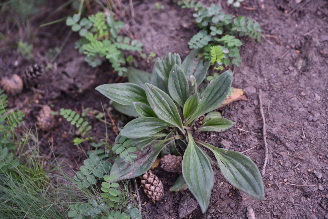 Изображение особи Plantago urvillei.