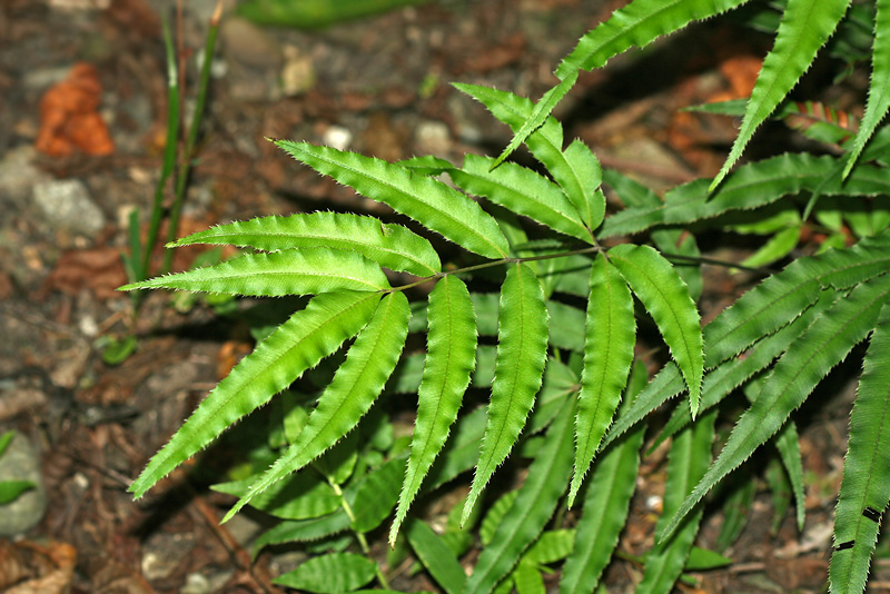 Изображение особи Pteris cretica.