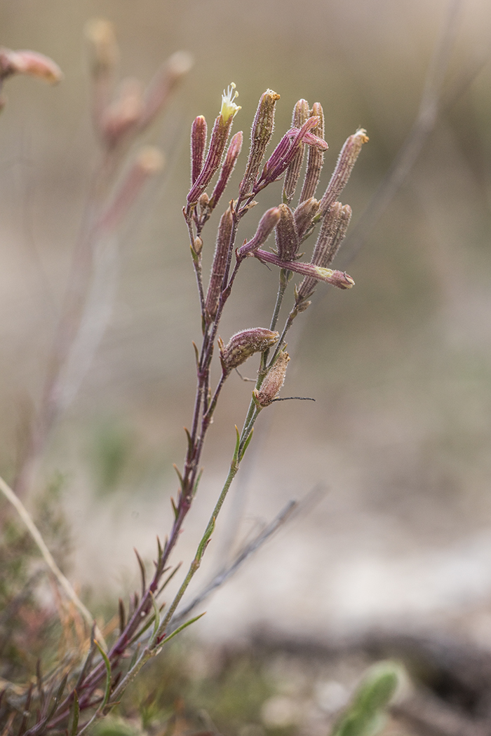 Image of Silene supina specimen.