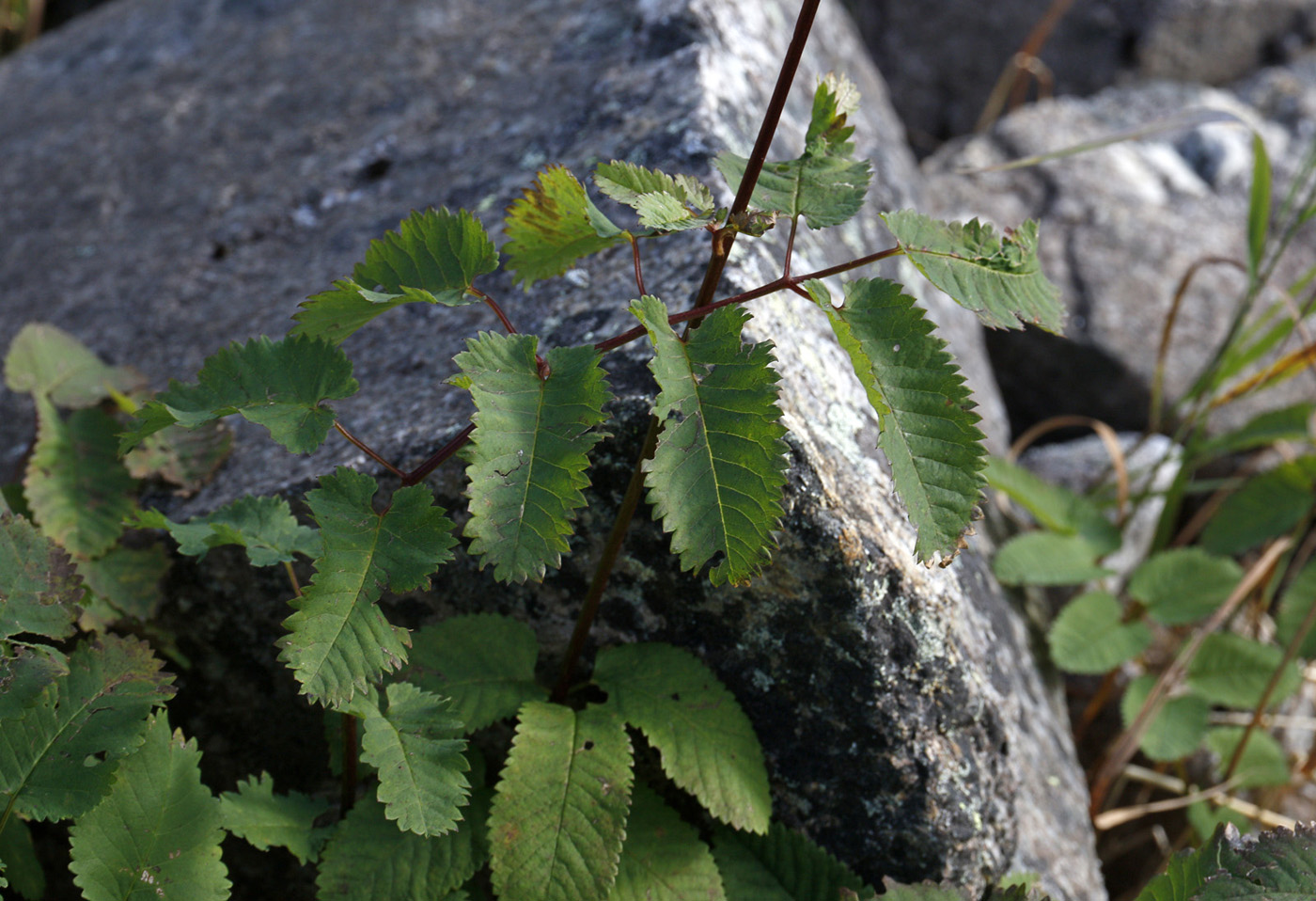 Изображение особи Sanguisorba stipulata.