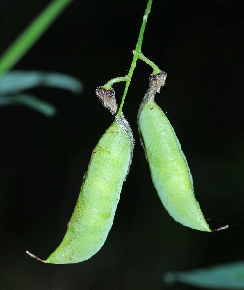 Изображение особи Vicia woroschilovii.