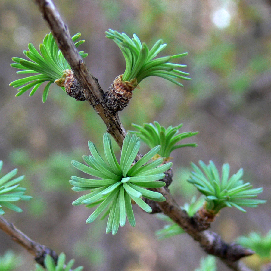 Изображение особи Larix sukaczewii.