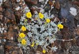 Potentilla hololeuca. Цветущее растение. Киргизия, Ошская обл., Памир, Заалайский хр., долина р. Ачик-Таш, ≈ 3600 м н.у.м., на скале. 02.07.2022.