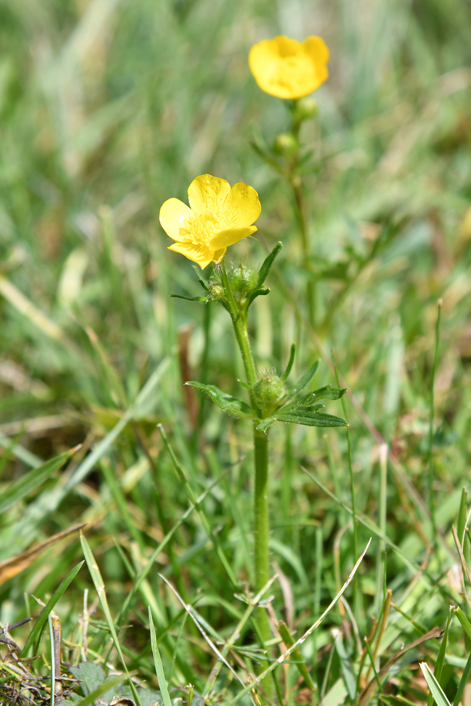 Изображение особи род Ranunculus.