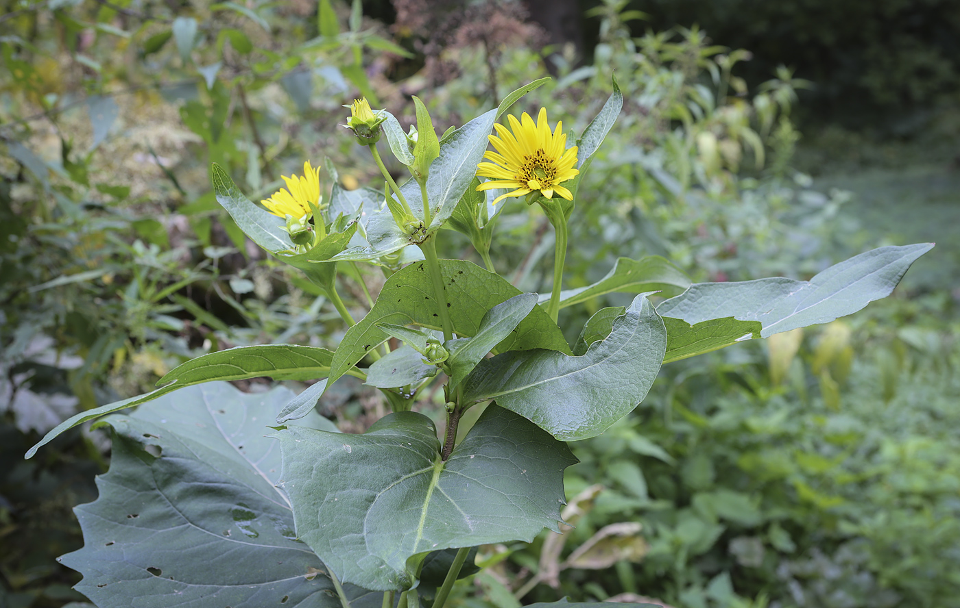 Изображение особи Silphium perfoliatum.