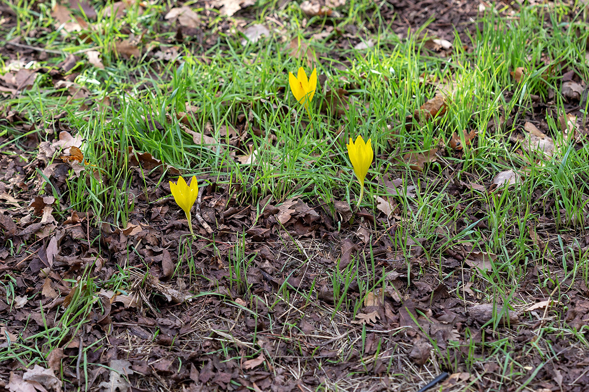 Изображение особи Sternbergia clusiana.