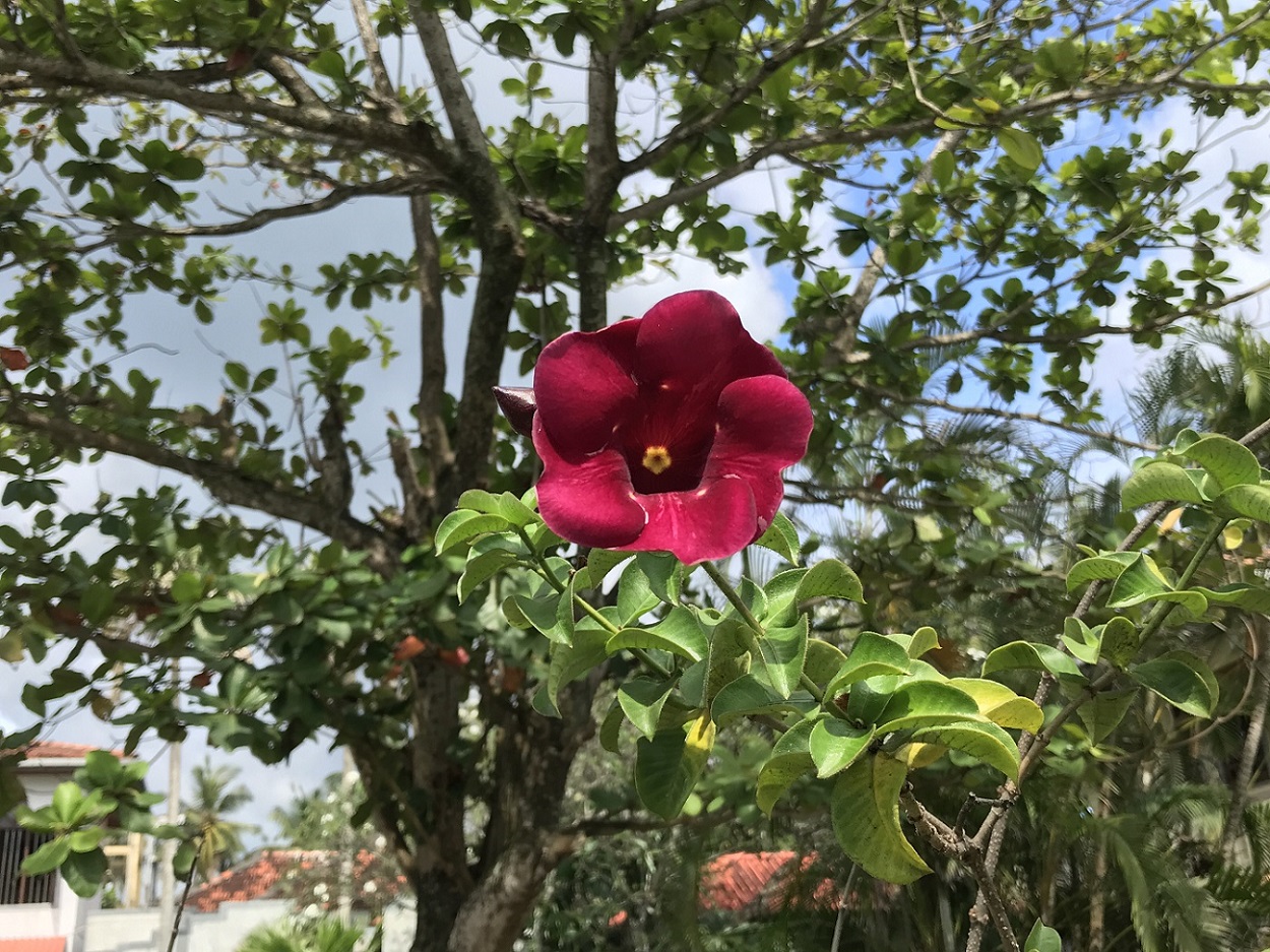 Image of Allamanda blanchetii specimen.