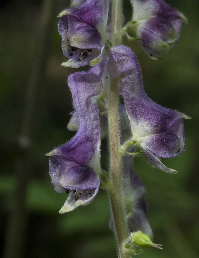 Image of Aconitum desoulavyi specimen.