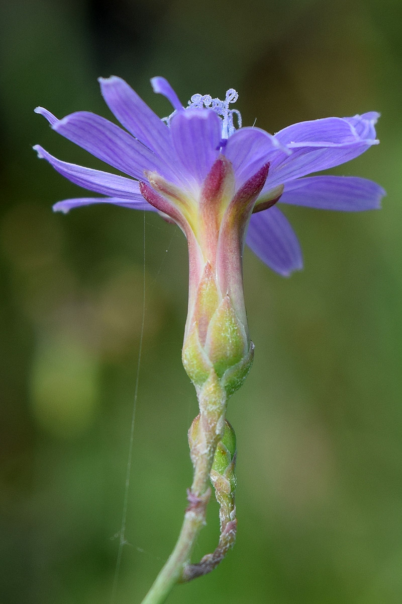 Image of Lactuca tatarica specimen.