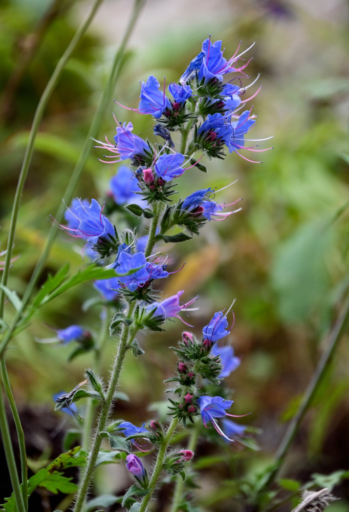 Изображение особи Echium vulgare.