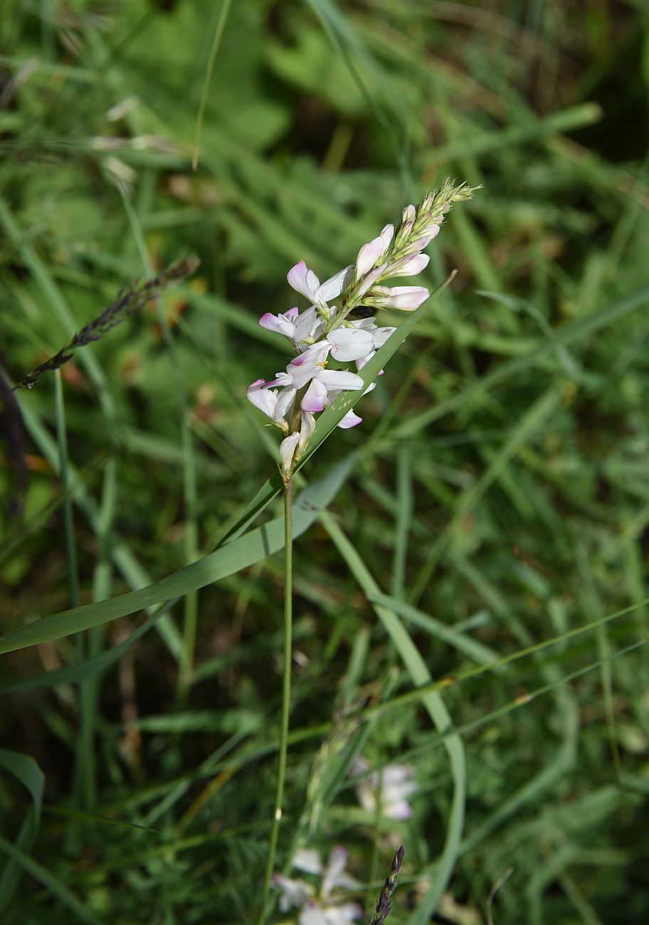 Image of genus Onobrychis specimen.