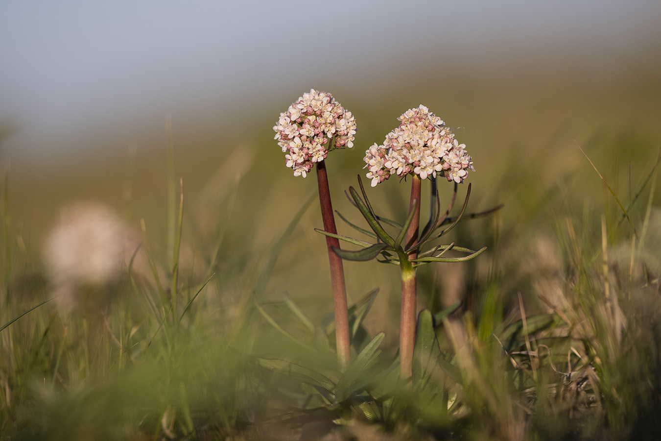 Изображение особи Valeriana tuberosa.