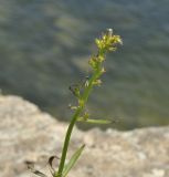 Adenophora pereskiifolia. Верхушка побега с развивающимся соцветием и паучком. Приморье, Хасанский р-н, окр. Славянского гор. пос., юго-восточная сторона полуострова, бровка скального обрыва. 12.07.2023.