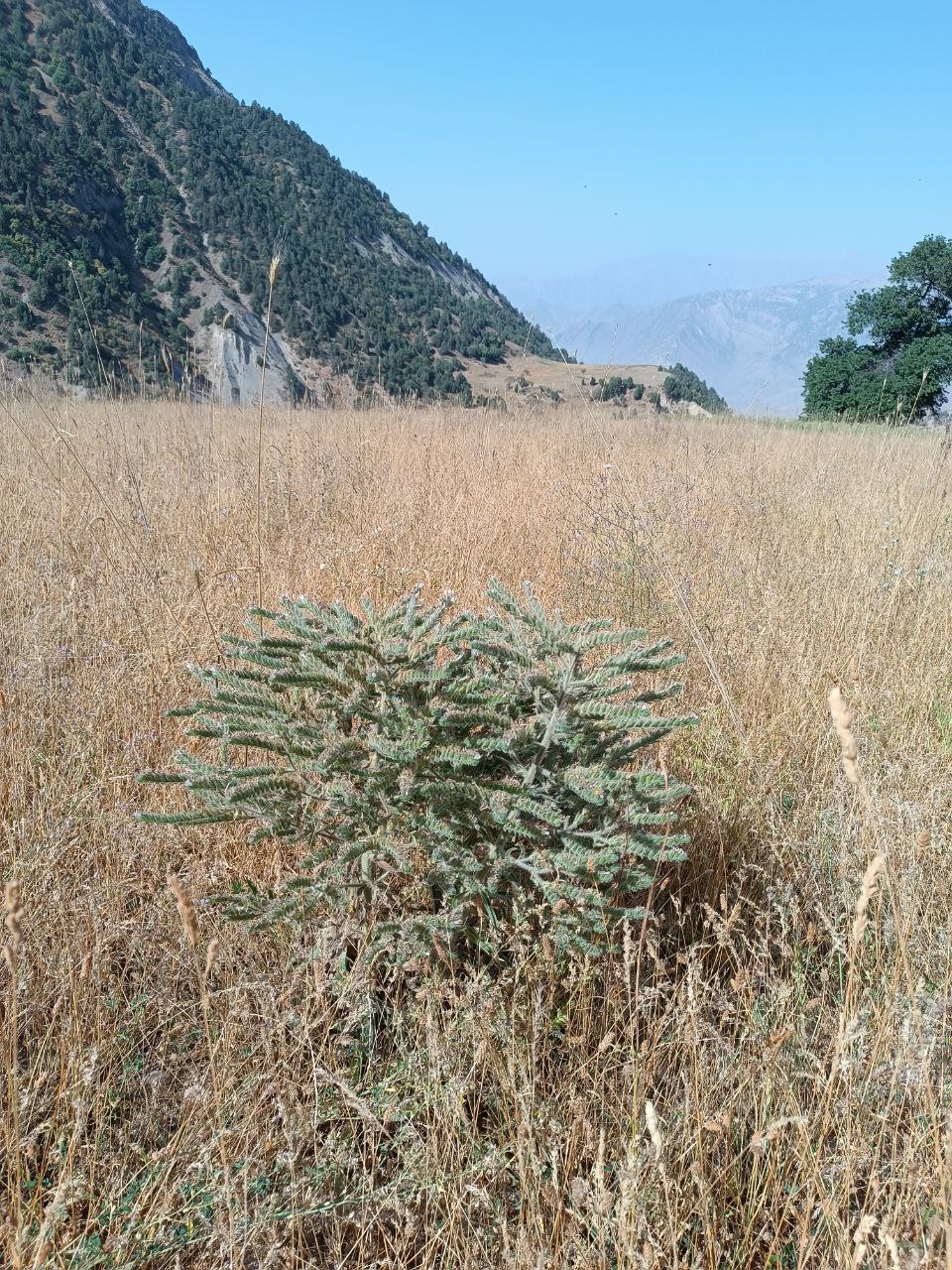 Изображение особи Echium biebersteinii.