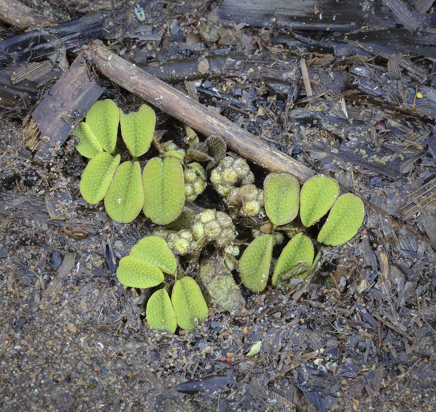 Image of Salvinia natans specimen.