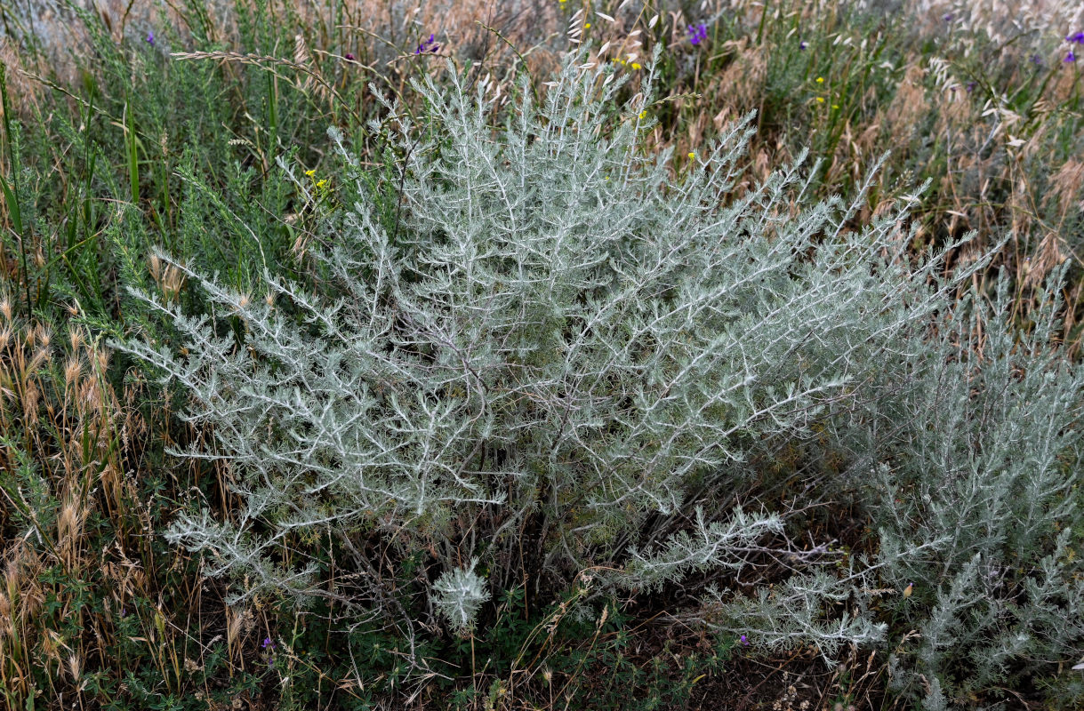 Image of genus Artemisia specimen.