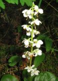 Pyrola rotundifolia. Часть соцветия. Московская обл., Одинцовский р-н, окр. г. Кубинка, поляна в смешаном лесу. 30.05.2010.