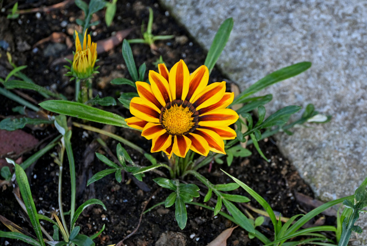 Image of Gazania &times; hybrida specimen.