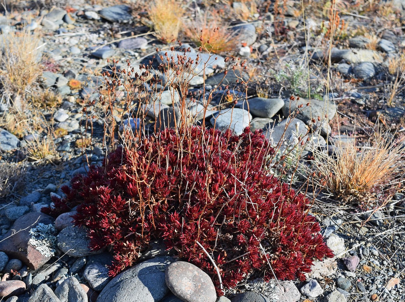 Image of genus Saxifraga specimen.