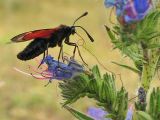 Echium vulgare. Часть соцветия с кормящейся бабочкой пестрянкой таволговой (Zygaena filipendulae). Нидерланды, провинция Северная Голландия, Wijk aan Zee, заказник Noordhollands duinreservaat, в приморских дюнах. 05.07.2008.