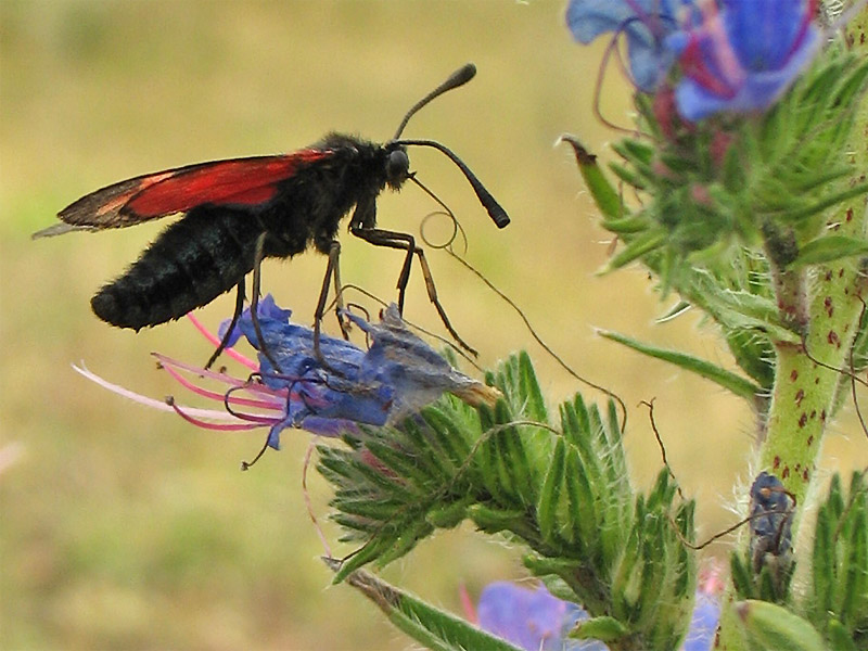 Image of Echium vulgare specimen.