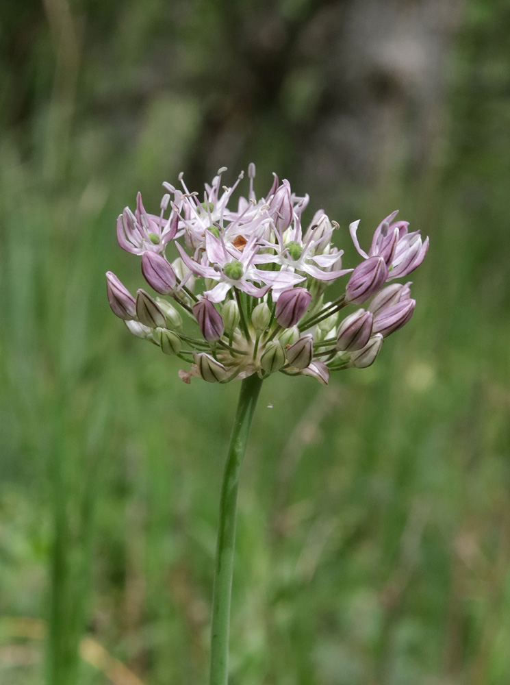 Image of Allium quercetorum specimen.